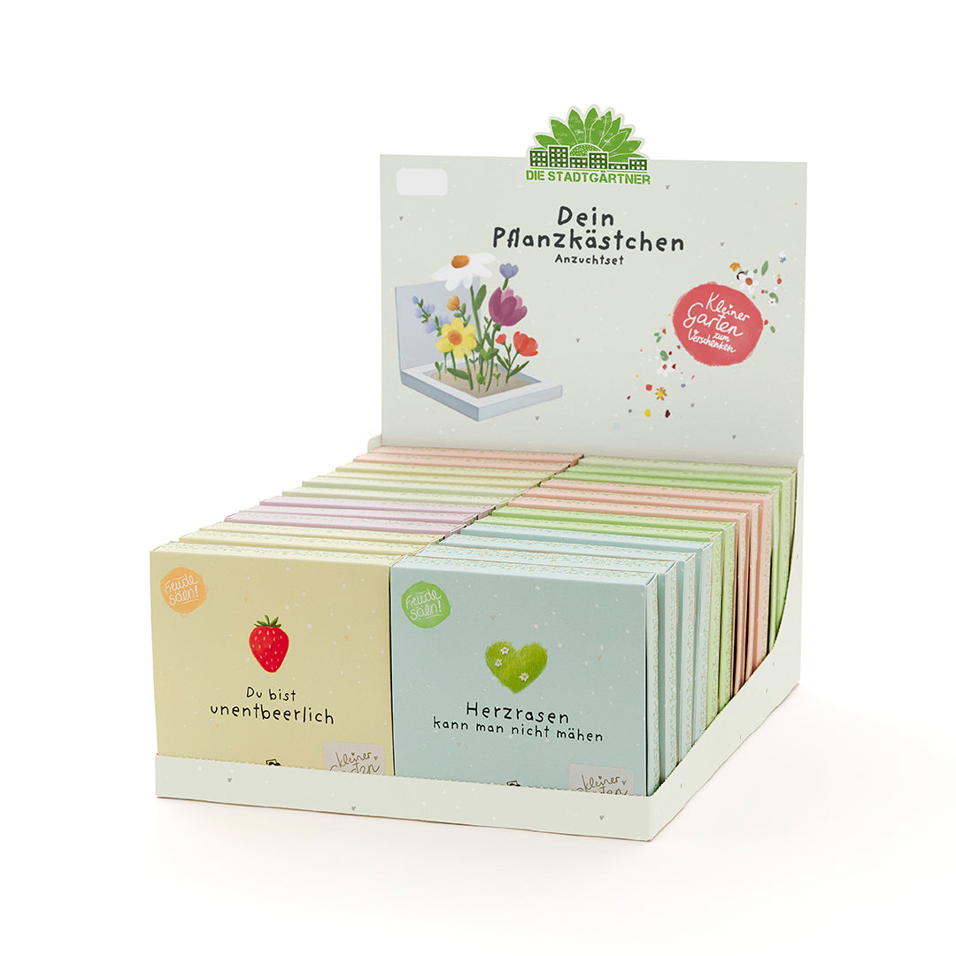 Tray Pflanzkästchen, gefüllt - 24 Stück