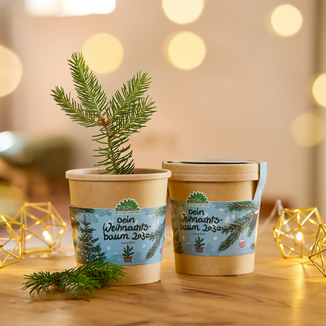 Kerstboom uit de beker