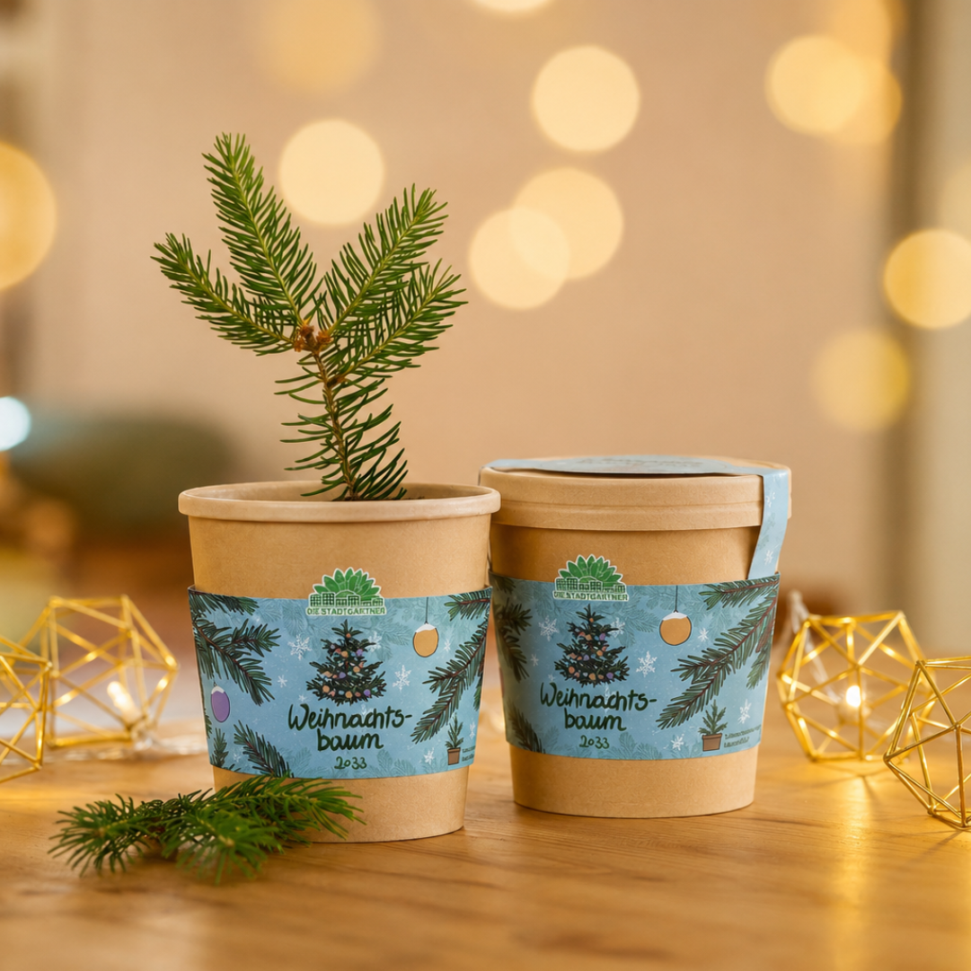Kerstboom uit de beker